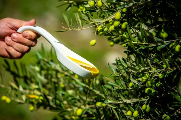 olive tasting dubrovnik tour